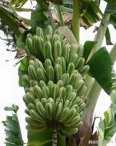 大香蕉国产成人